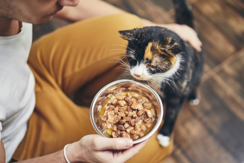 cat food for sensitive stomachs 
